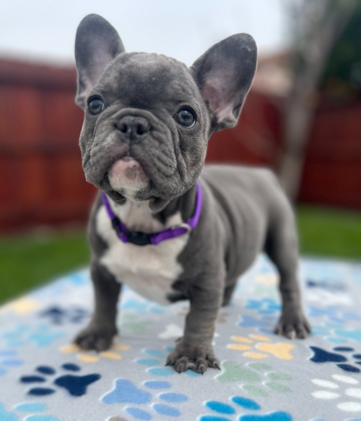 Luna female French Bulldog puppy for sale