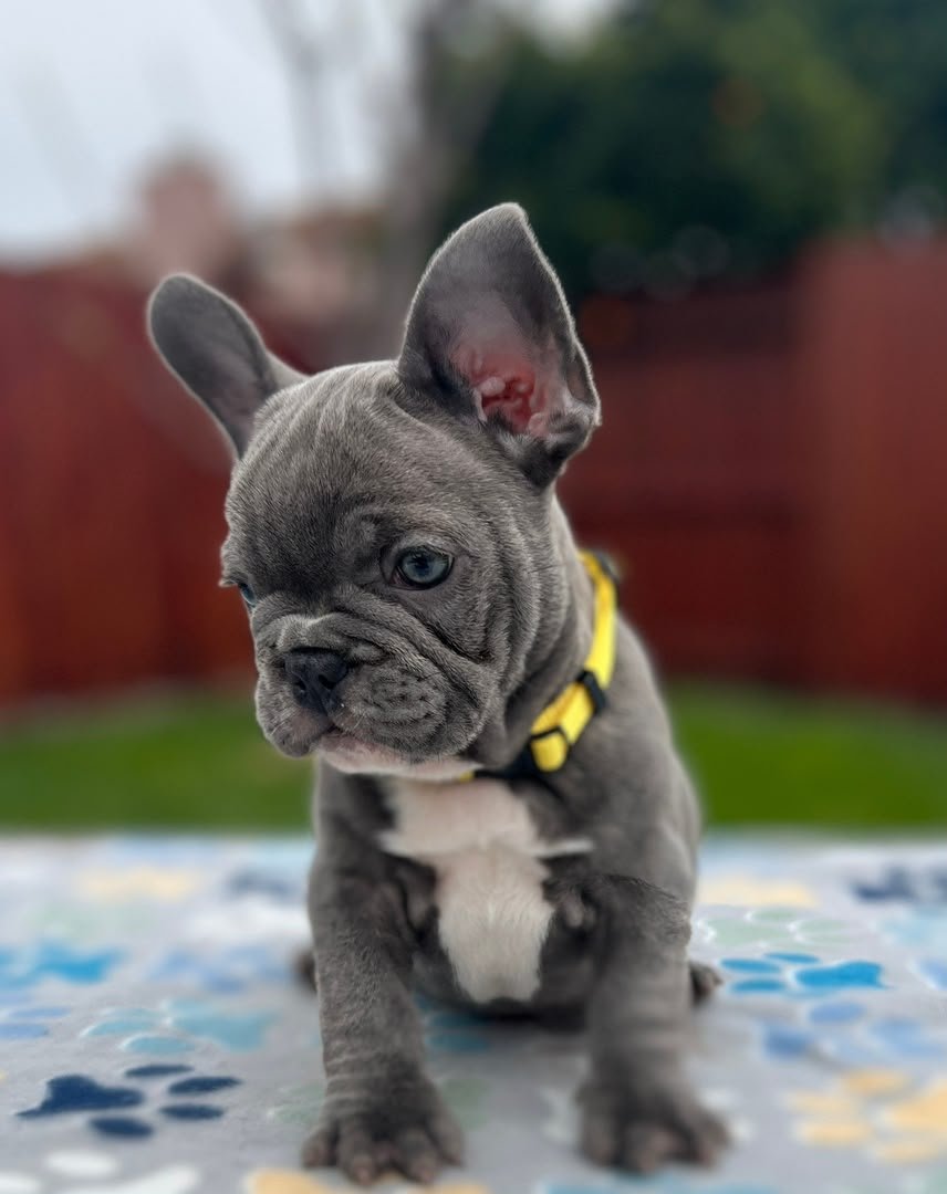 Milo male French Bulldog puppy for sale