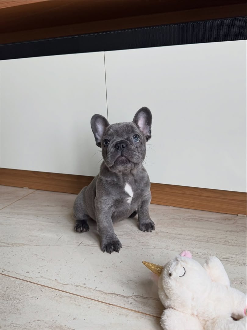 Bella female French Bulldog puppy for sale