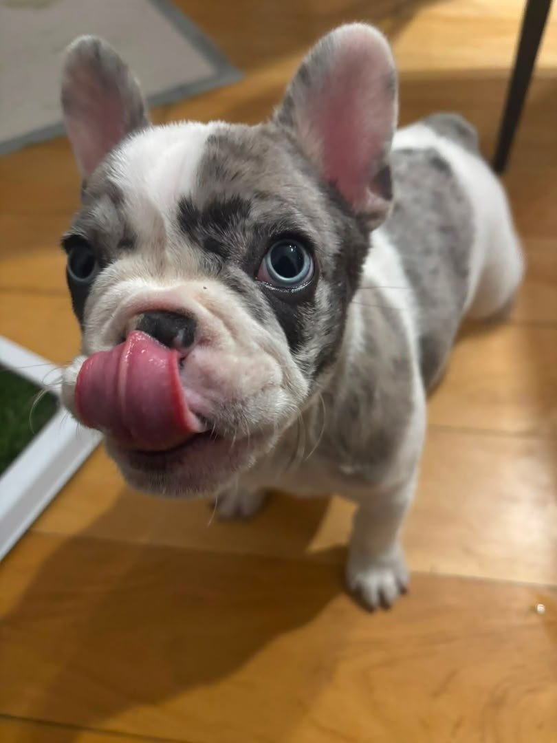 Rocky male French Bulldog puppy for sale