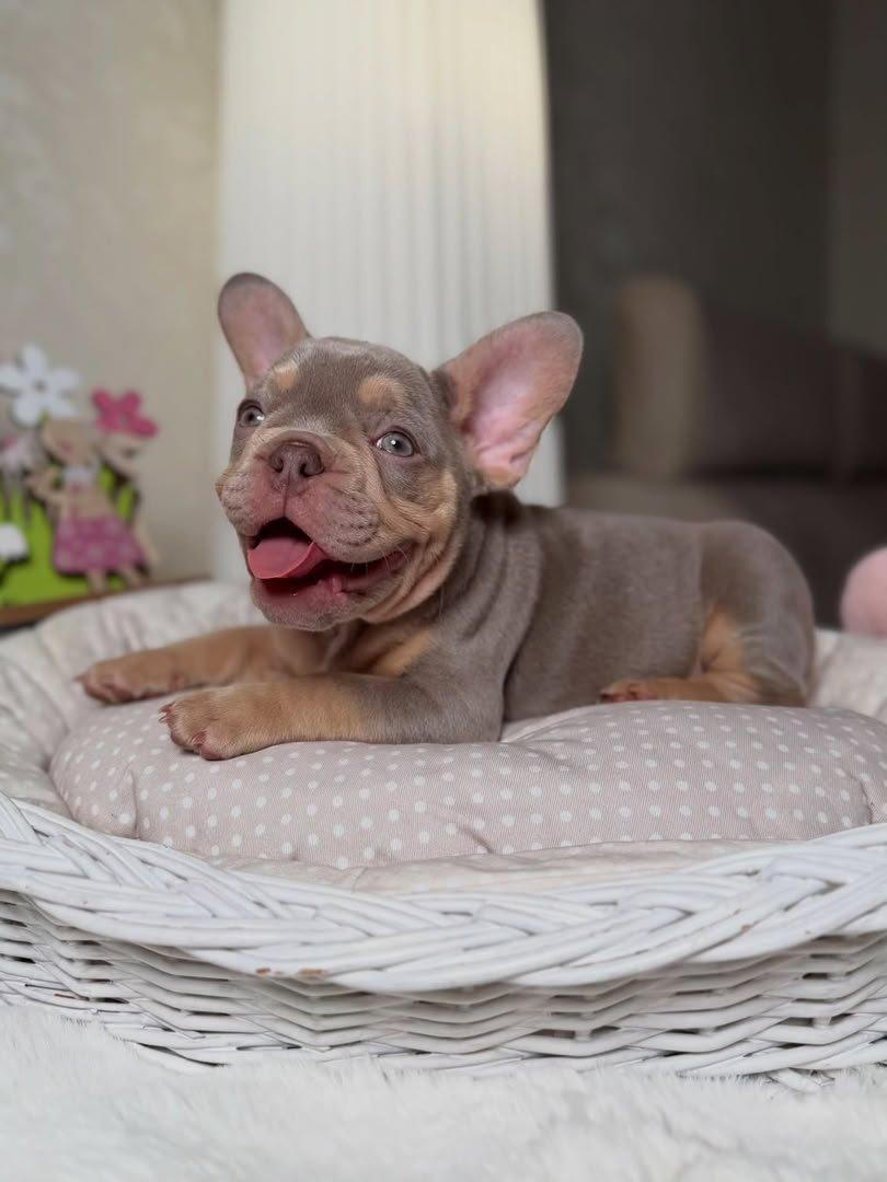 Teddy male French Bulldog puppy for sale