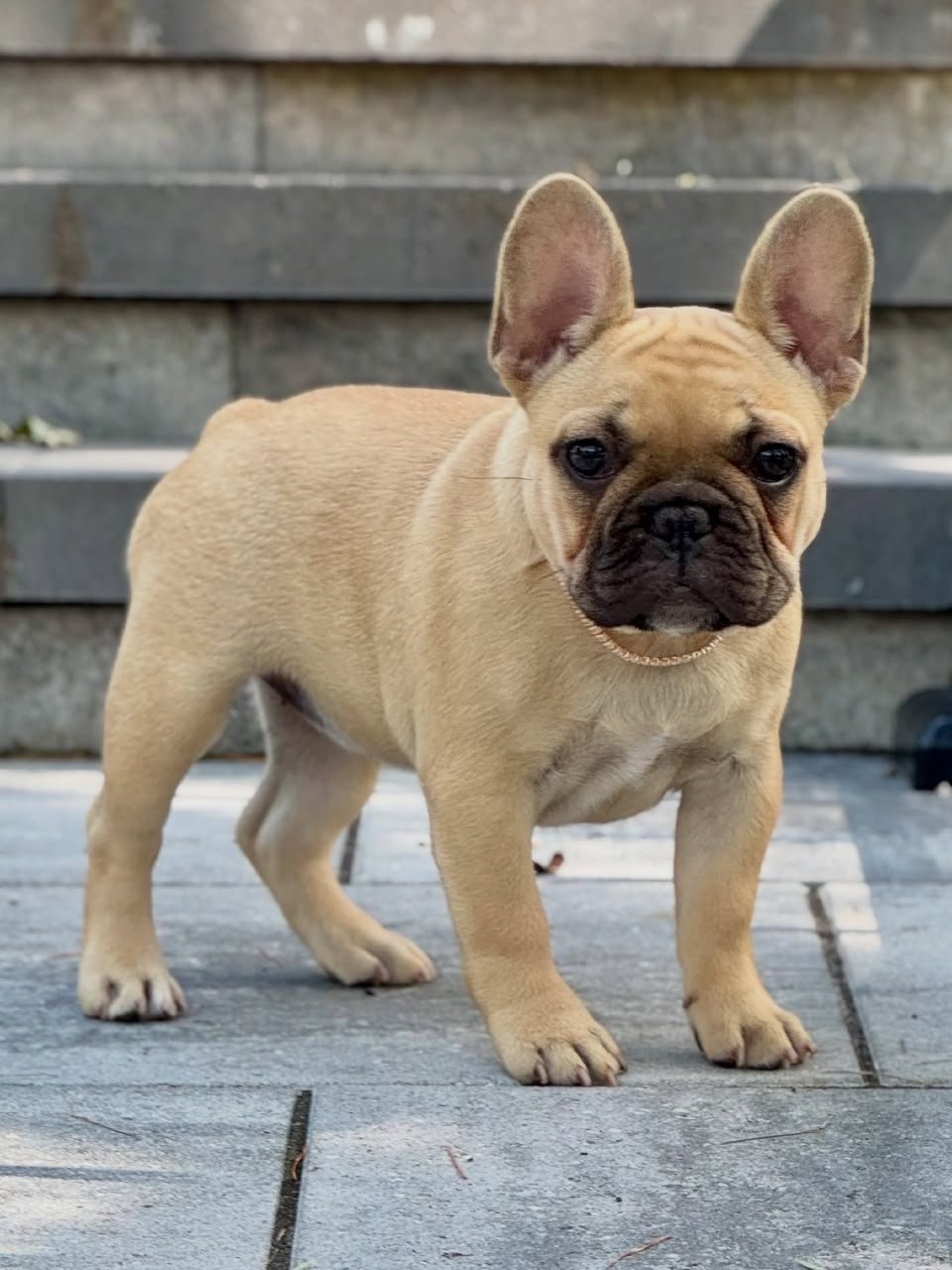Daisy female French Bulldog puppy for sale