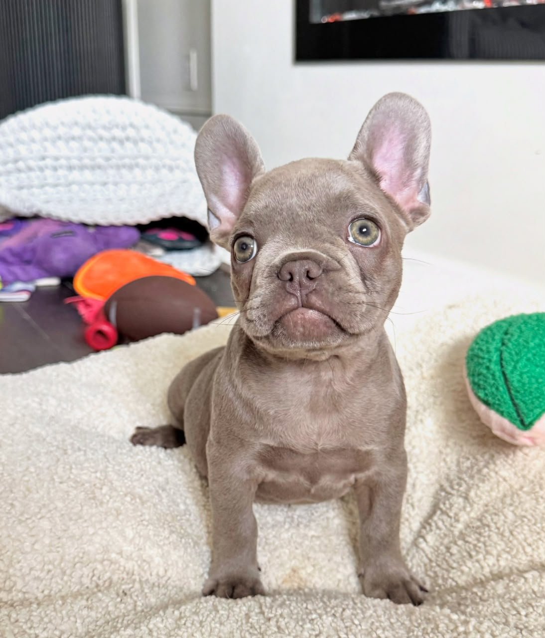 Chloe female French Bulldog puppy for sale