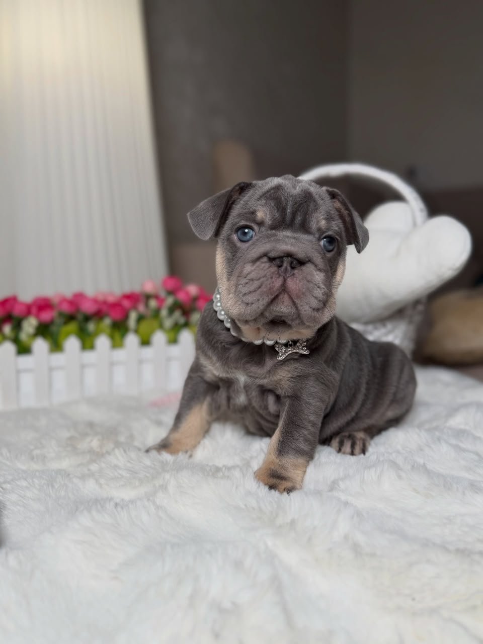 Max male French Bulldog puppy for sale