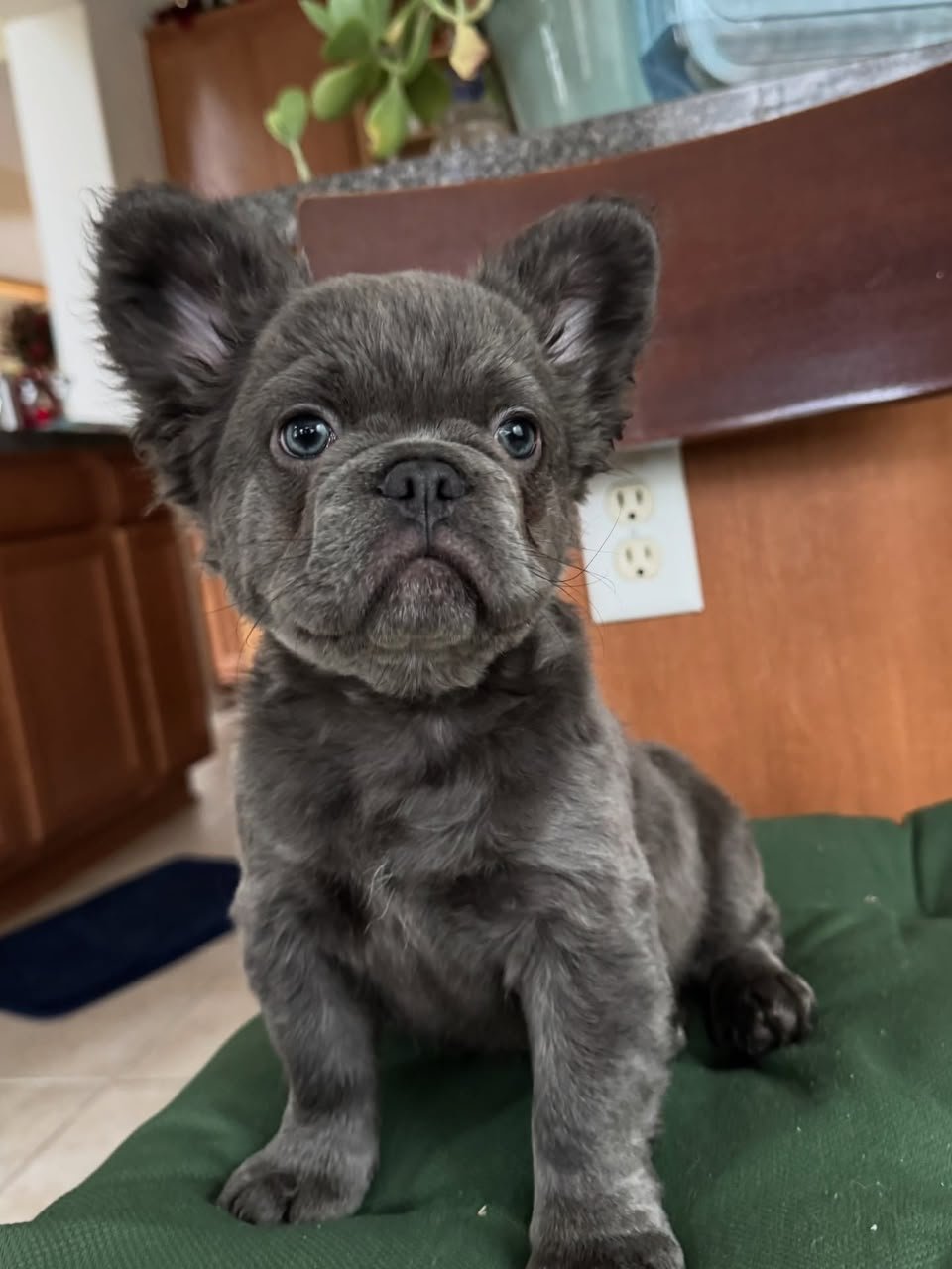 Leo male French Bulldog puppy for sale