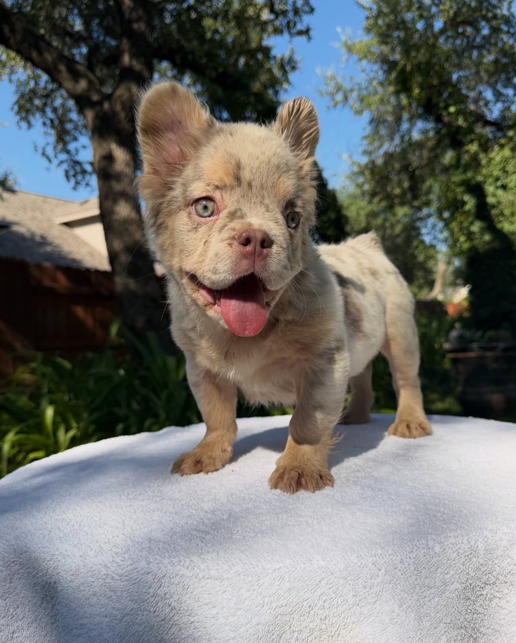 Rosie female French Bulldog puppy for sale