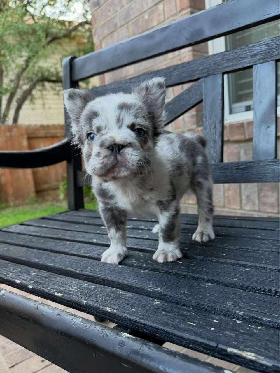 Oliver male French Bulldog puppy for sale