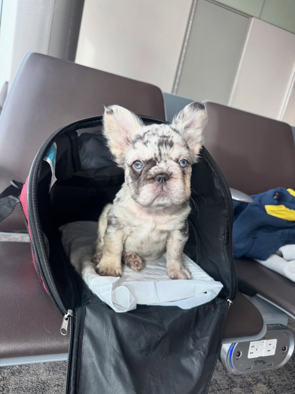 Nala female French Bulldog puppy for sale