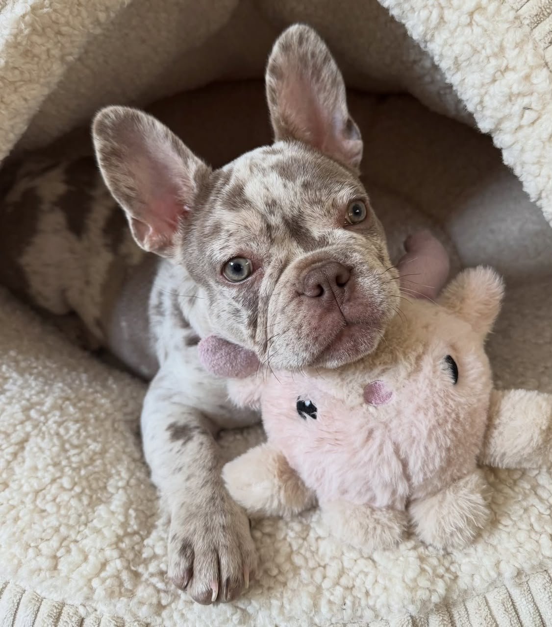 Bruno male French Bulldog puppy for sale